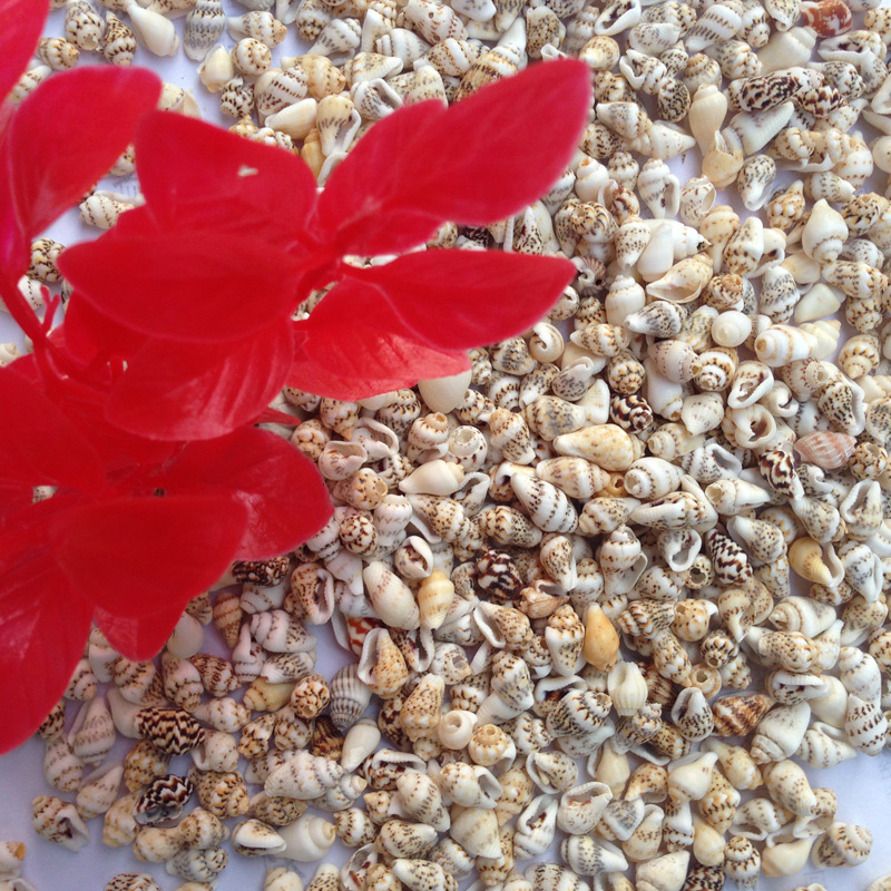 批发天然贝壳海螺 迷你小米螺许愿瓶材料