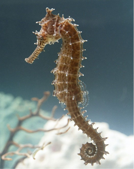 到底是海马毛还是马海毛