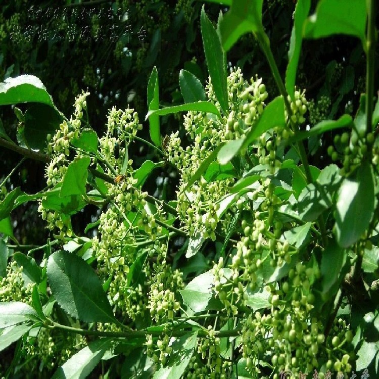 批发爬藤植物小叶扶芳藤大叶扶芳藤苗木基地哪家好