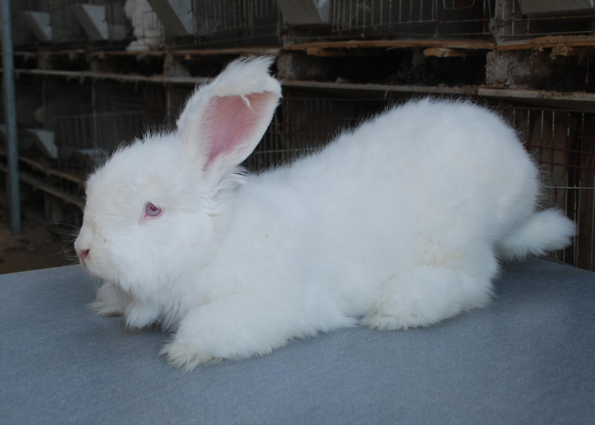 北京杂交野兔,济宁口碑好的美系獭兔批发 供应优质肉兔 獭兔