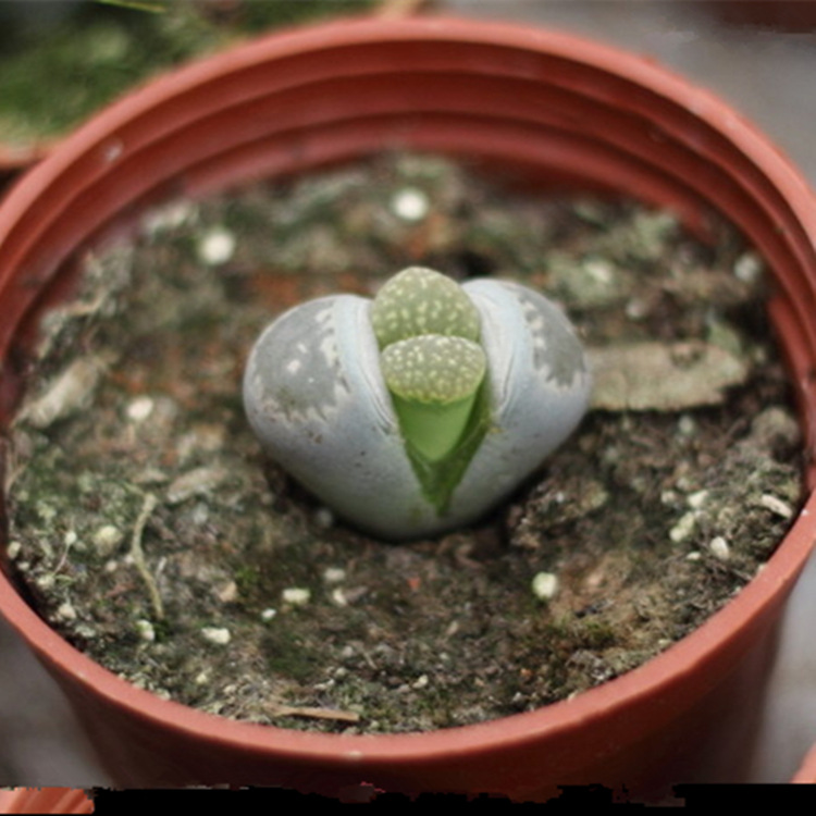 多肉植物 生石花 精品小精灵 屁股花 石头花 可开花好养 5-8mm