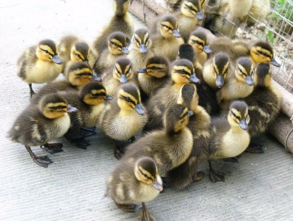 出售鸭苗 大种麻鸭 金定鸭 番鸭 母鸭苗 优质鸭苗 包回收