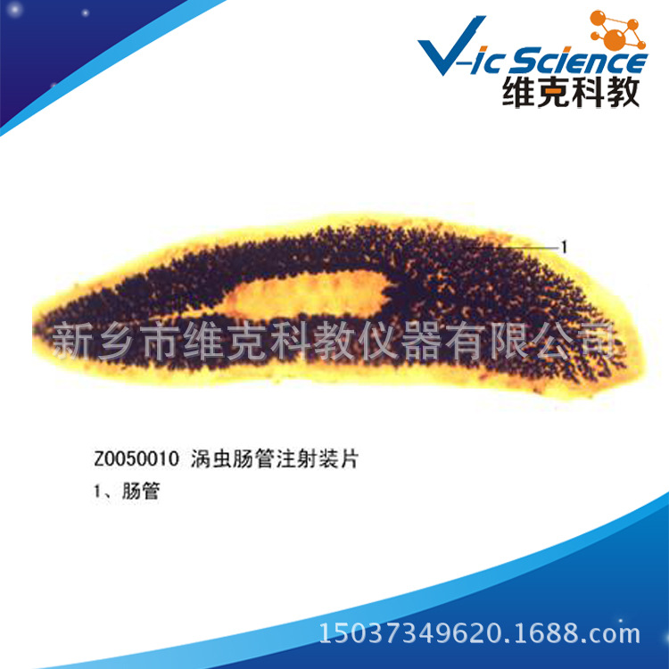 涡虫肠管注射装片 生物切片 动物类 扁形动物门 显微镜专用