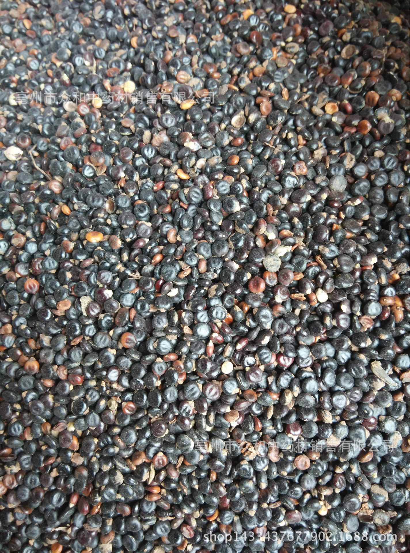 中药材批发水翁花 水红花籽 龙葵籽 菜籽 各种规格 支持验货
