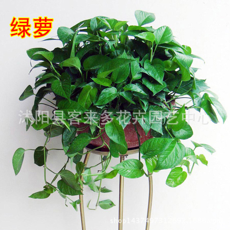批发青叶绿萝吊兰绿植盆栽 绿萝带盆带吊钩 水培土培室内绿萝