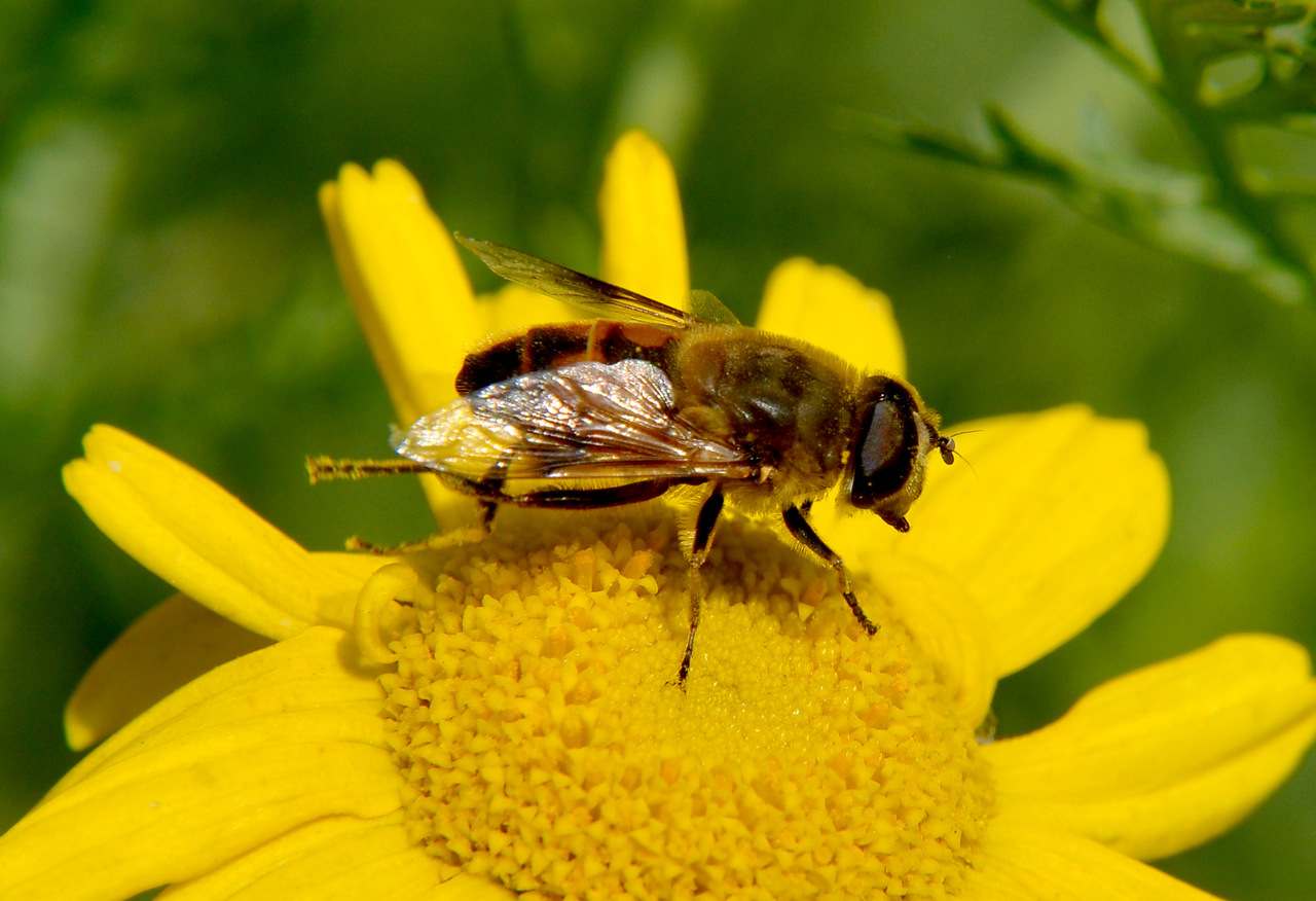 serk 近摄镜 58mm  1 2 3 4 微距近摄镜 增距放大镜 近摄镜套装