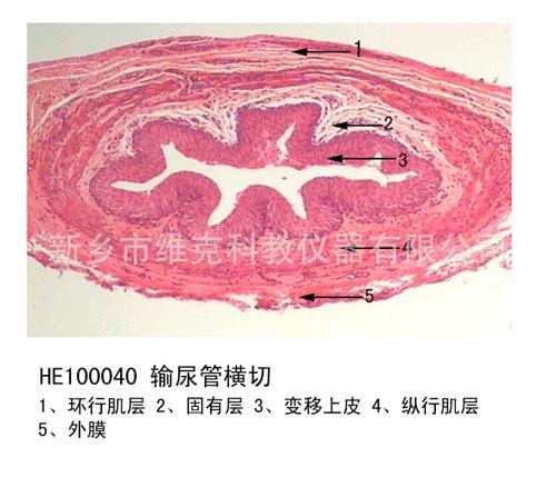 膀胱切片收缩组织与胚胎学泌尿系统生物教学器材显微镜用