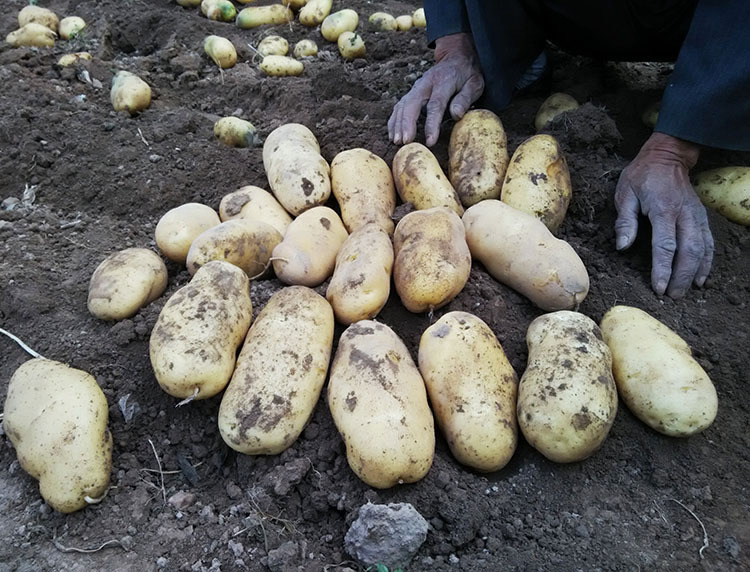 马铃薯原种种子高产优质脱毒马铃薯秋播预订开始