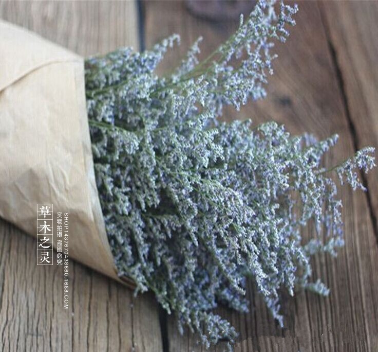 情人草 干花 永生花压花标本画礼盒配材搭配草 拍照道具一手批发