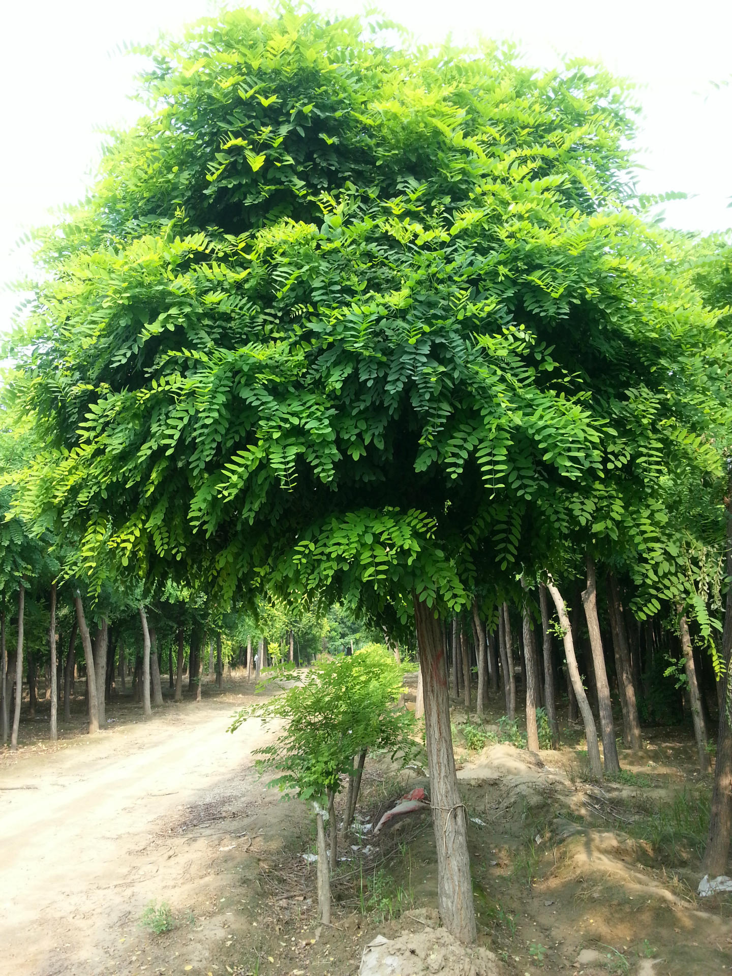 河北保定510公分朝鲜槐批发销售 各种规格齐全 欲购从速