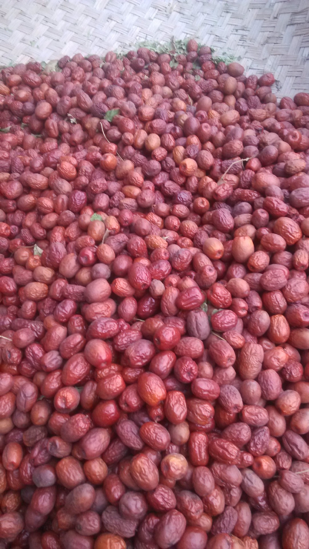 沧州特产 金丝小枣 人工首选自产自销