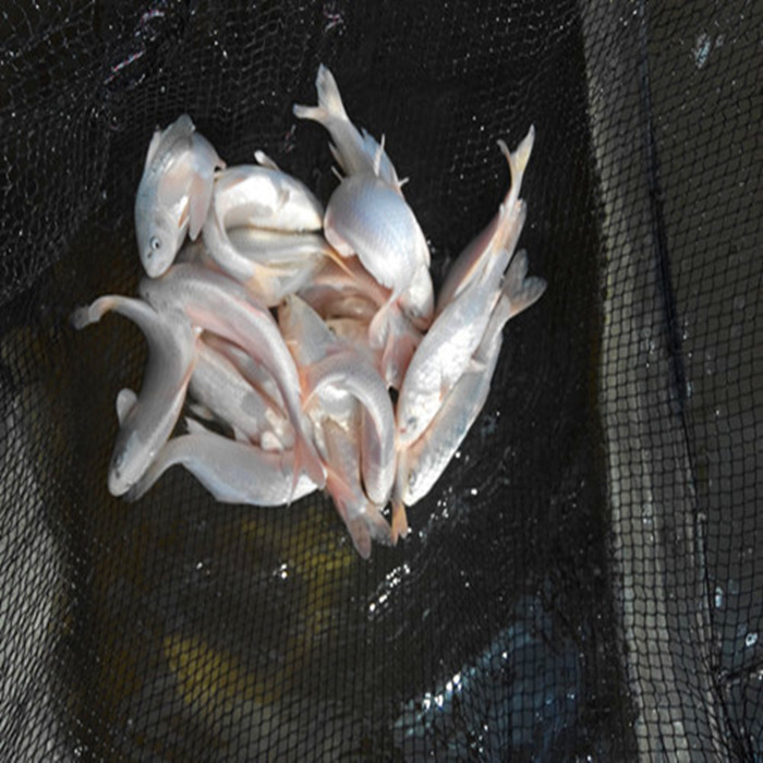 白金锦鲤 银白色白金龙凤锦鲤鱼 日本白金锦鲤鱼