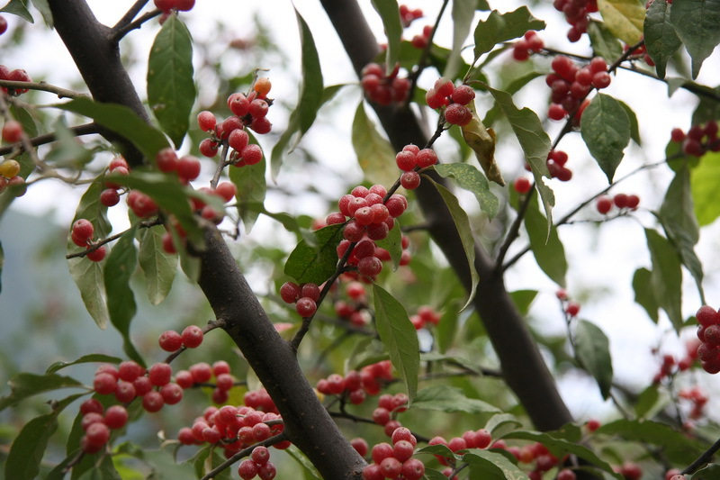 牛奶子提取物/剪子果/甜枣提取物 森冉生物厂家热销
