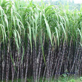 黑甘蔗批发_供应黑甘蔗批发