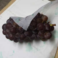 白色拷贝纸_水果包装雪梨纸 优质白色拷贝纸