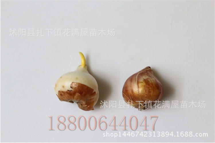 批发荷兰进口郁金香种球 公园绿化郁金香种球 观花植物 可盆.