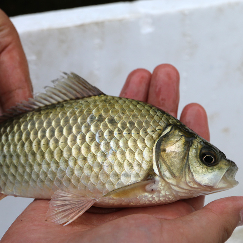 诚德水产 新鲜淡水鱼鲫鱼 生态养殖 滋补佳品