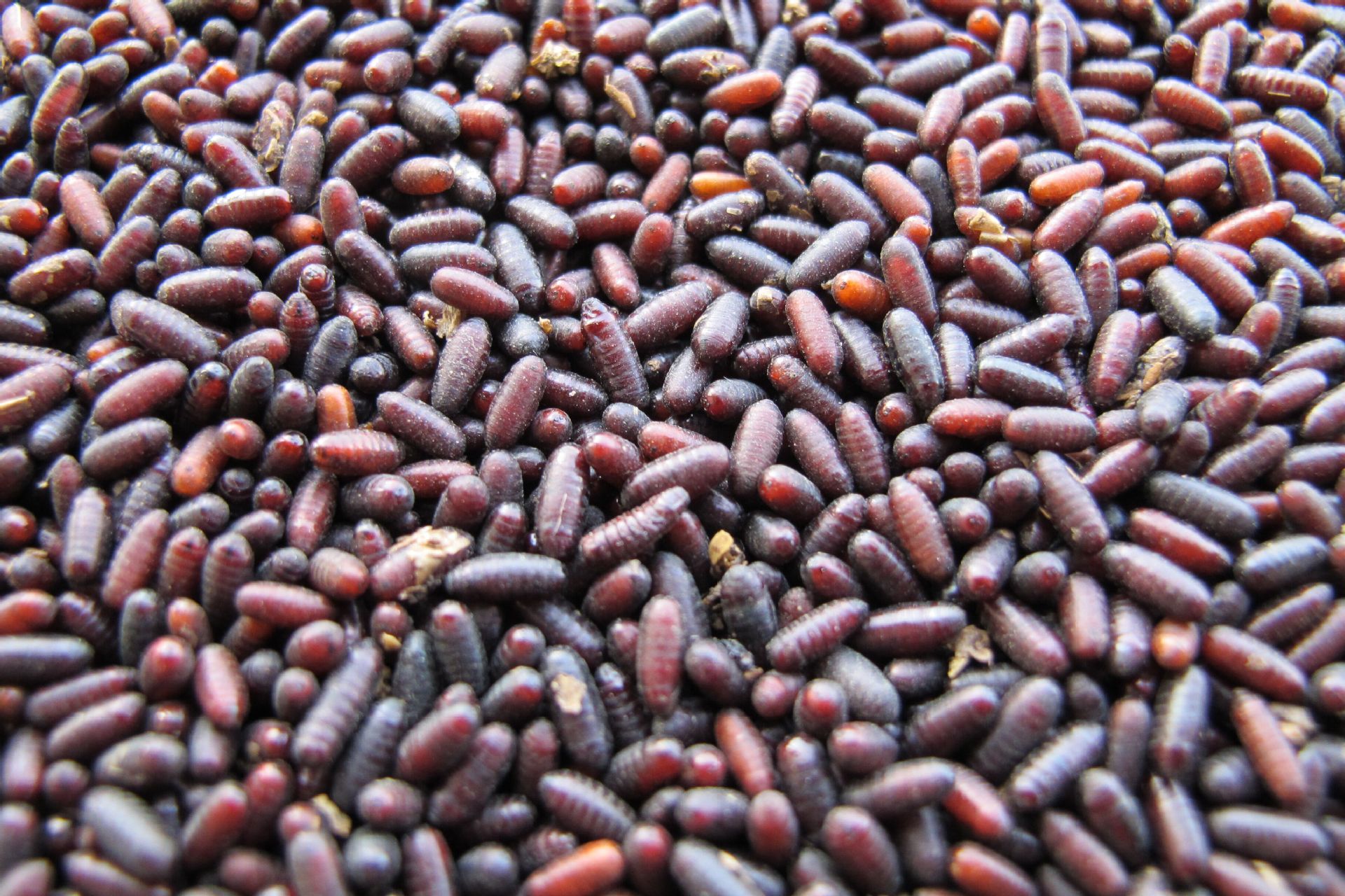 厂家直销 家蝇苍蝇种 蝇蛆种 工程蝇种 四季供应