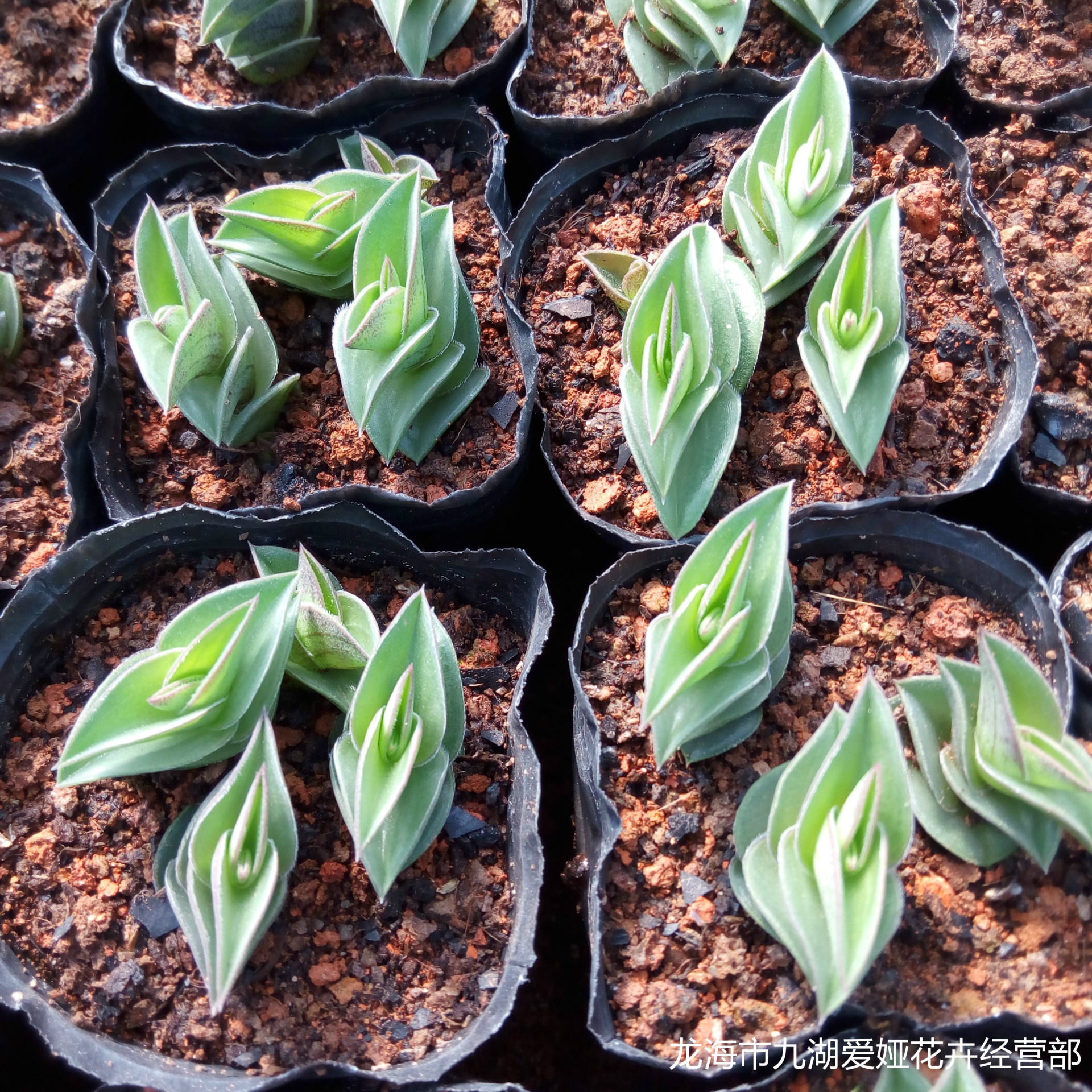多肉植物批发 一帆风顺 每盆3棵 漳州大棚直销 新品种低价销售