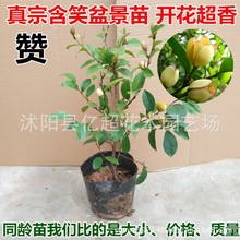 含笑花苗香妃红花含笑树苗四季花卉植物庭院阳台耐寒易养灌