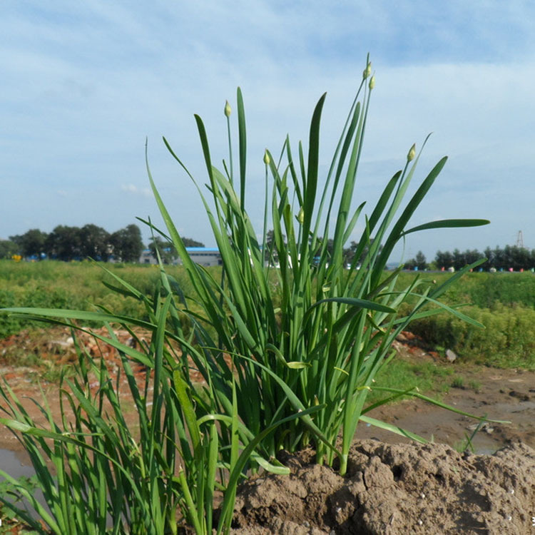 多年生蔬菜种子批发宽叶韭菜常年雪青韭菜王韭菜种子散装500克