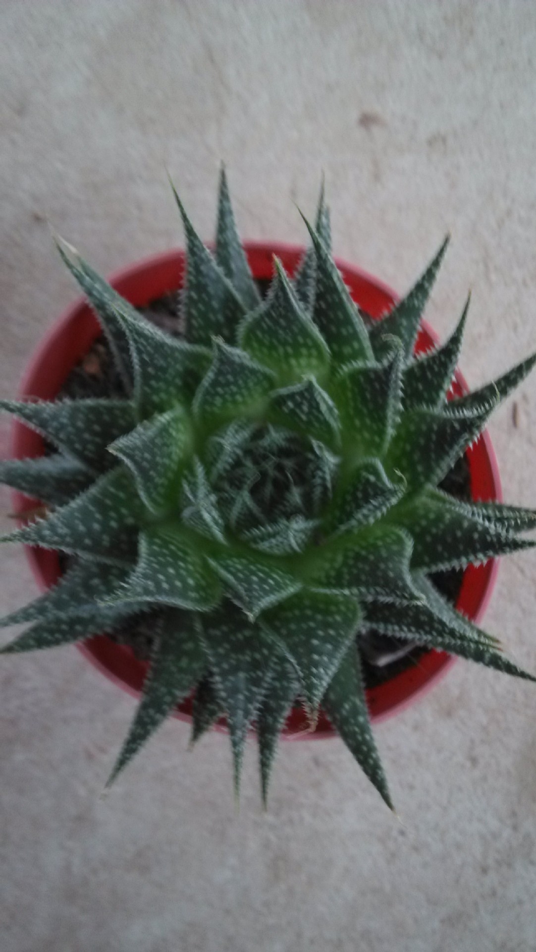 波露 迷你盆栽 多肉小盆栽 室内摆设 办公 防辐射 吸甲醛