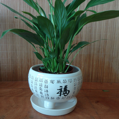 陶瓷花盆 简洁白色创意福字花盆 0183家庭园艺多肉花盆 淘宝热卖