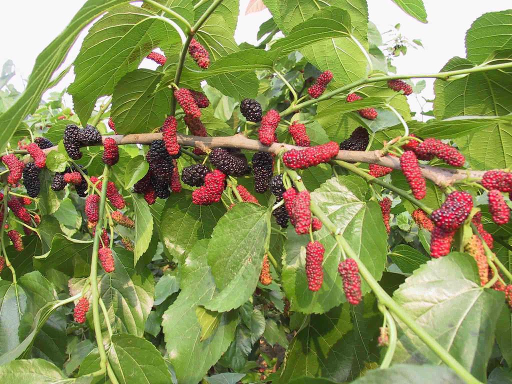 批发庭院 地栽 果树苗 紫果桑树苗 无籽无核果桑苗 量大价.