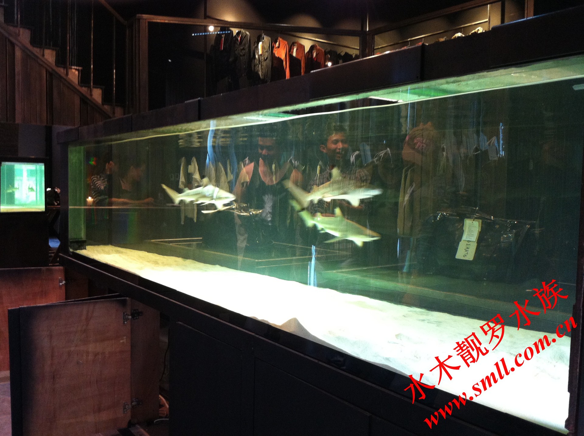 直供超低价供应海水观赏型活体鲨鱼 养殖黑鳍鲨 大型鲨鱼