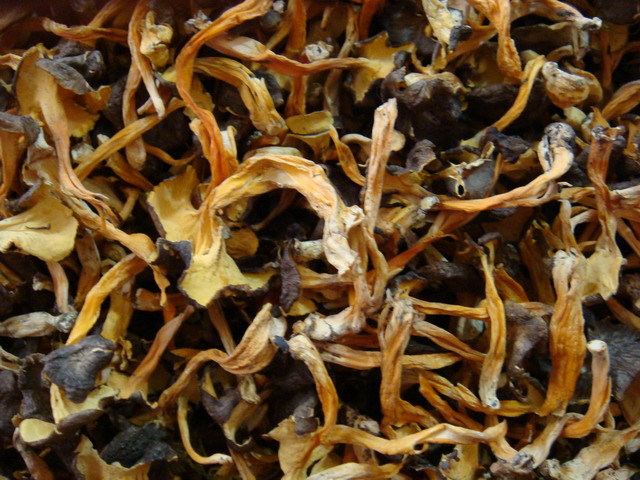 云南野生菌批发 桂花菌鸡油菌 桂花菌云南野生食用菌量大从优