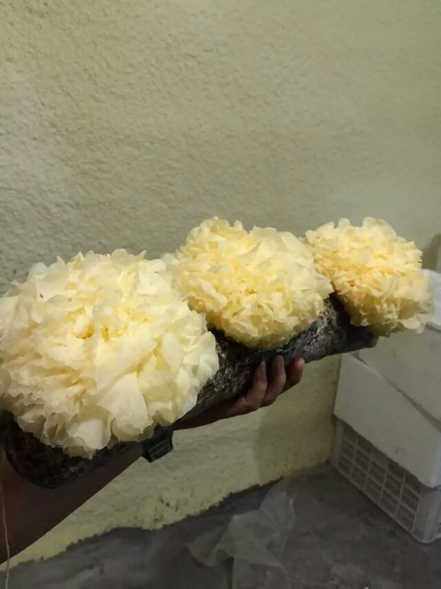 古田农产品食用菌 新鲜银耳 产地** 雪耳 带菌棒活耳 生.