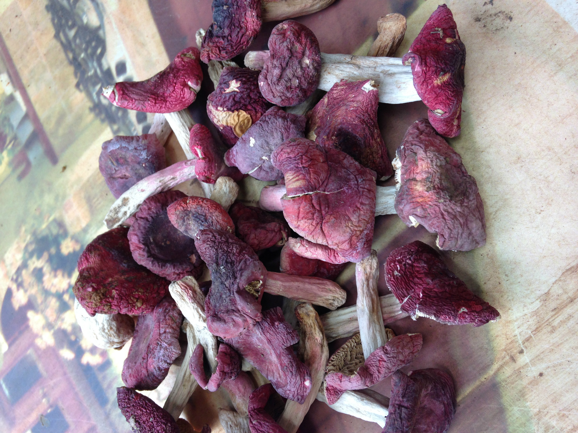 云南野生红菇干货批发 产地直销批发全国各地 量大从优