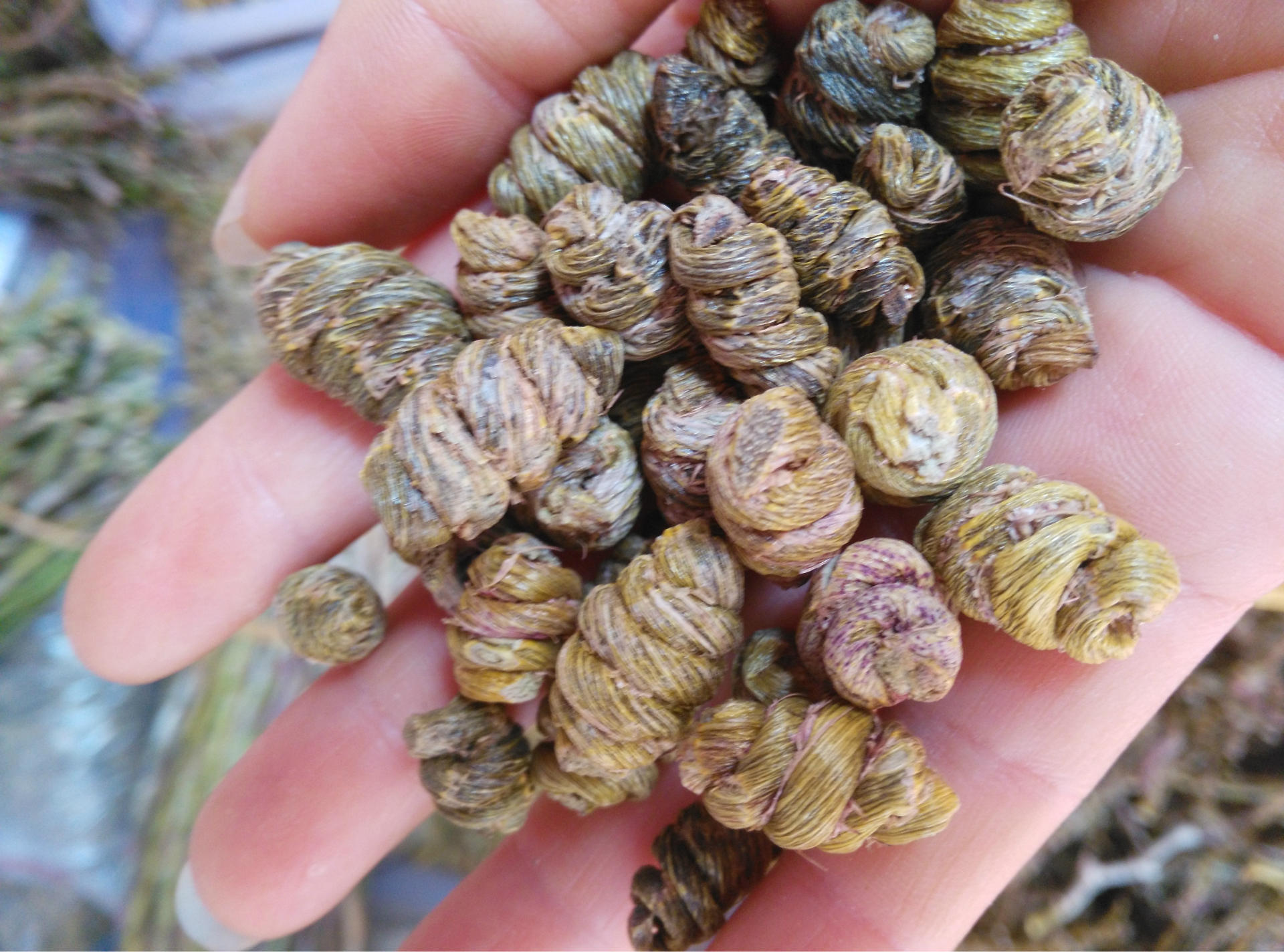 云南文山正宗高山有机铁皮石斛 铁皮枫斗产地批发直销