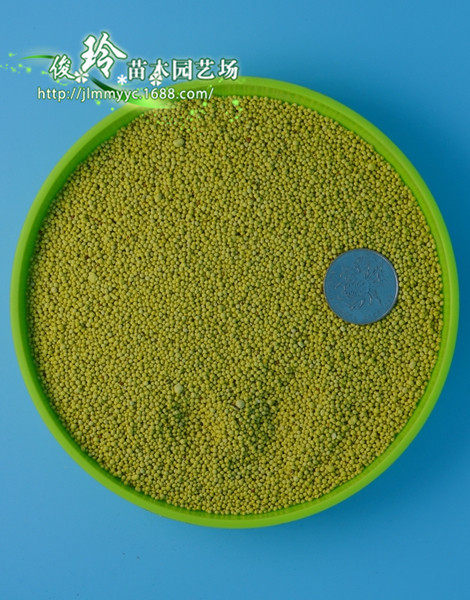 批发三叶草种子白三叶种子白车轴草牧草种子荷兰翘摇种子包邮