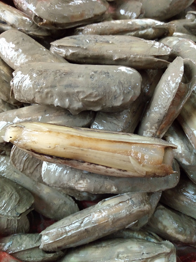 鲜活双头蛏 蛏子 美人蛏