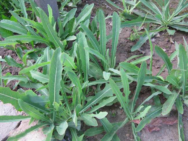 别名:败酱,鹿肠(《神农本草经》),鹿首,马草,泽败,(《名医别录》)