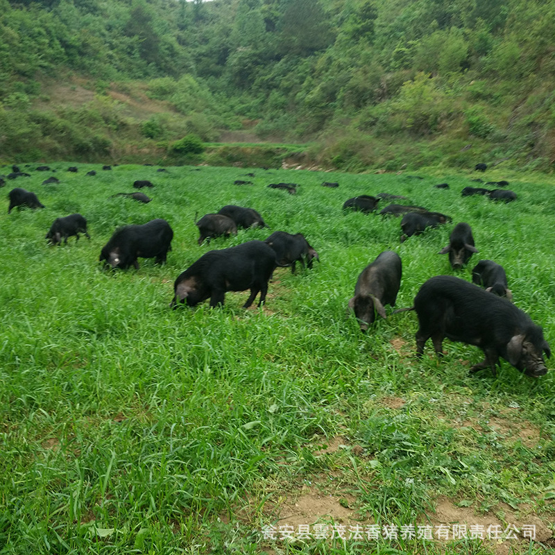 生猪价格 批发黑香猪 低价出售富硒猪肉 放养生态猪