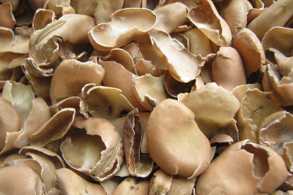 蚕豆壳蚕豆皮饲料原料金针菇等培养基