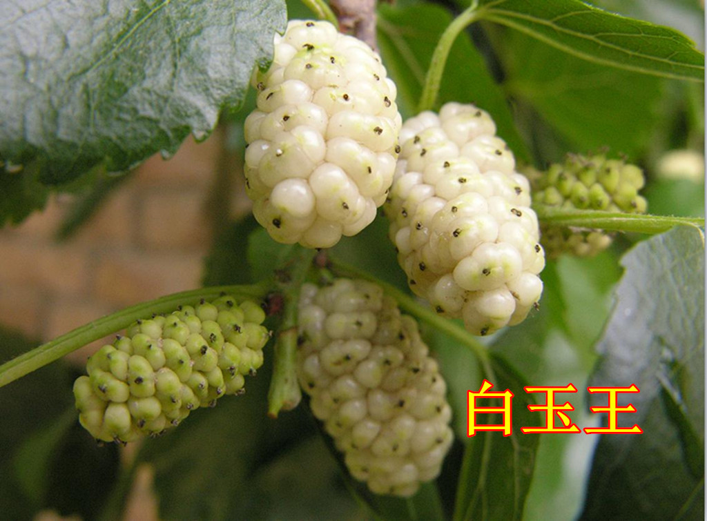 果园直销 桑葚苗 桑树苗 果桑 果桑树苗 现挖现卖 低价.