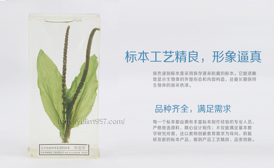 车前草浸制标本 河南标本厂家 植物保色标本