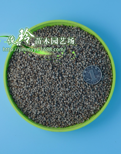 批发2016年新种子荆条种子绿化黄荆柴种子黄金子秧青包邮货.