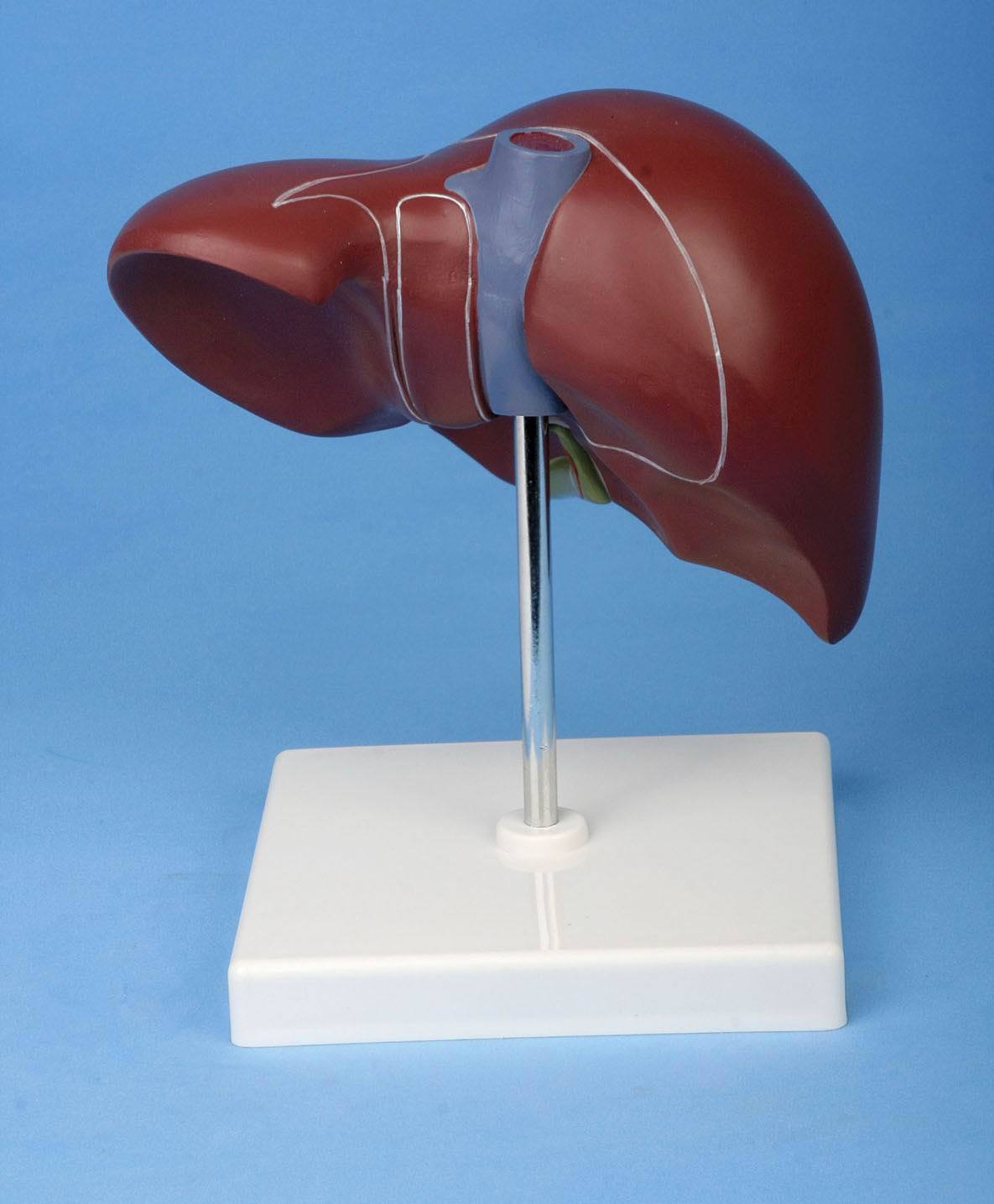人体正常肝脏解剖模型 有底座 医学教学模型 厂家直销