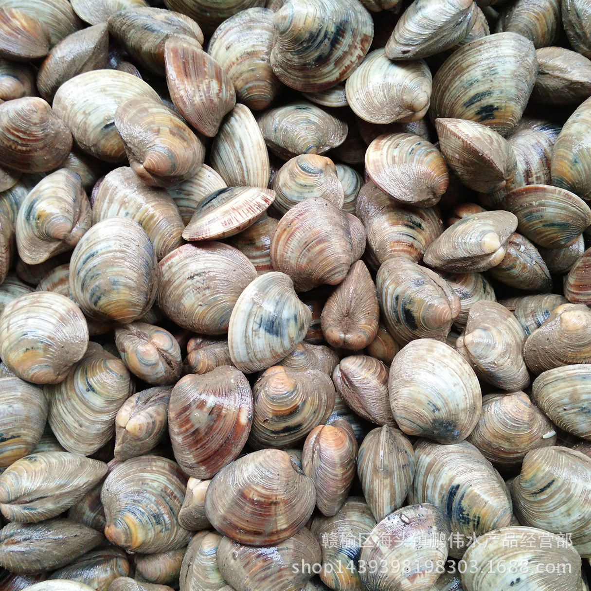 产地供应批发鲜活日月贝 月亮贝 四不像 海鲜贝类水产品 海.