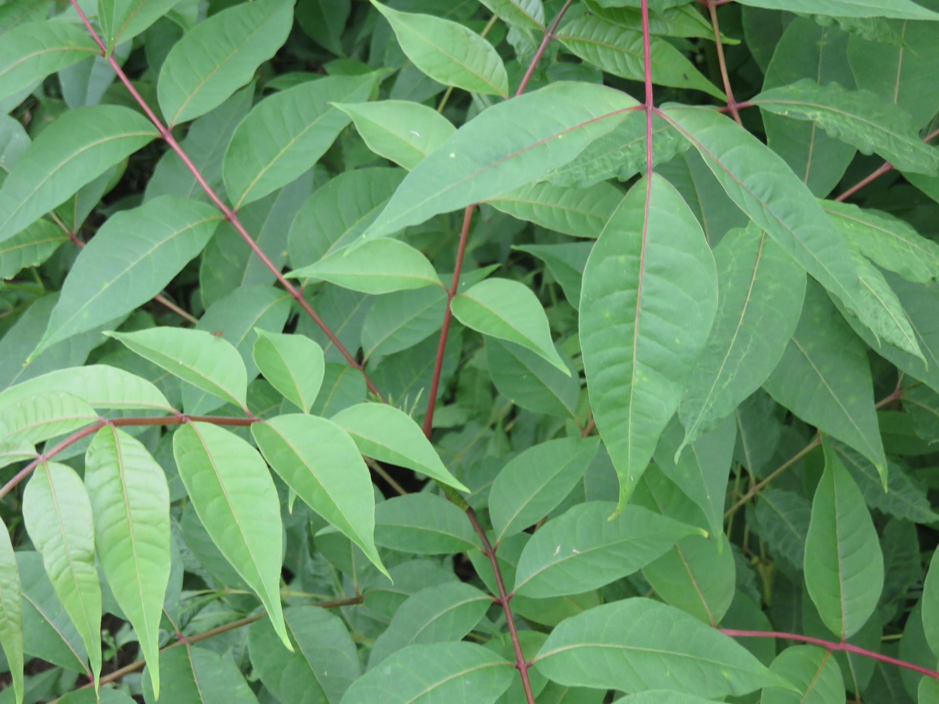 黄柏苗 超低价格大甩卖 值得信赖 品质保证