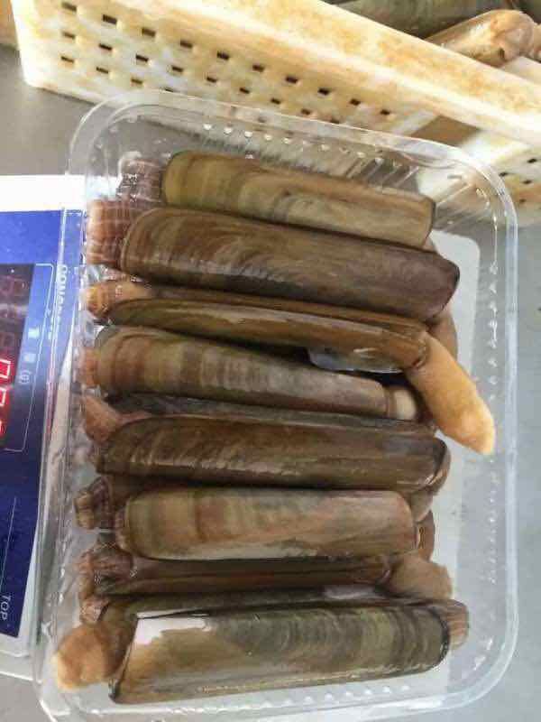 海鲜冻蛏子 螠蛏鲜活海鲜 双头蛏子海蛏刀蛏 厂家直售 大量批发