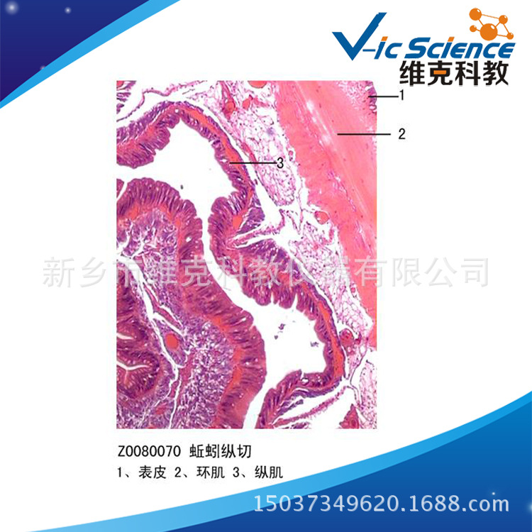 工厂直供蚯蚓纵切环节动物门动植物切片显微镜用教学标本