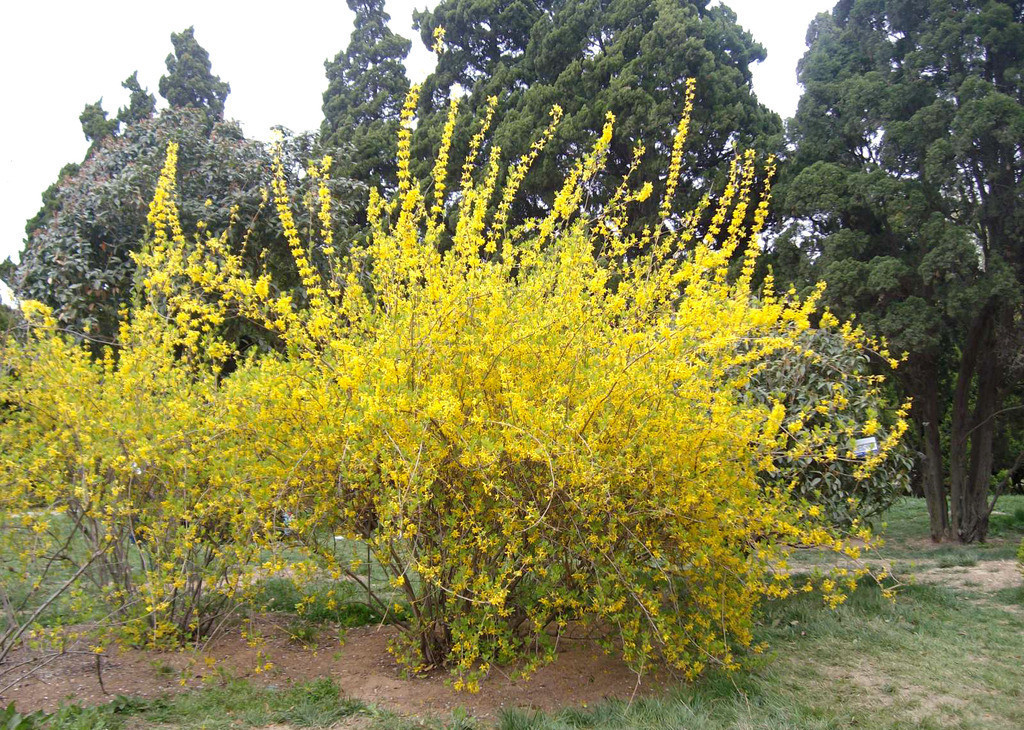 德丰批发连翘青翘清热解毒消肿散结量大从优