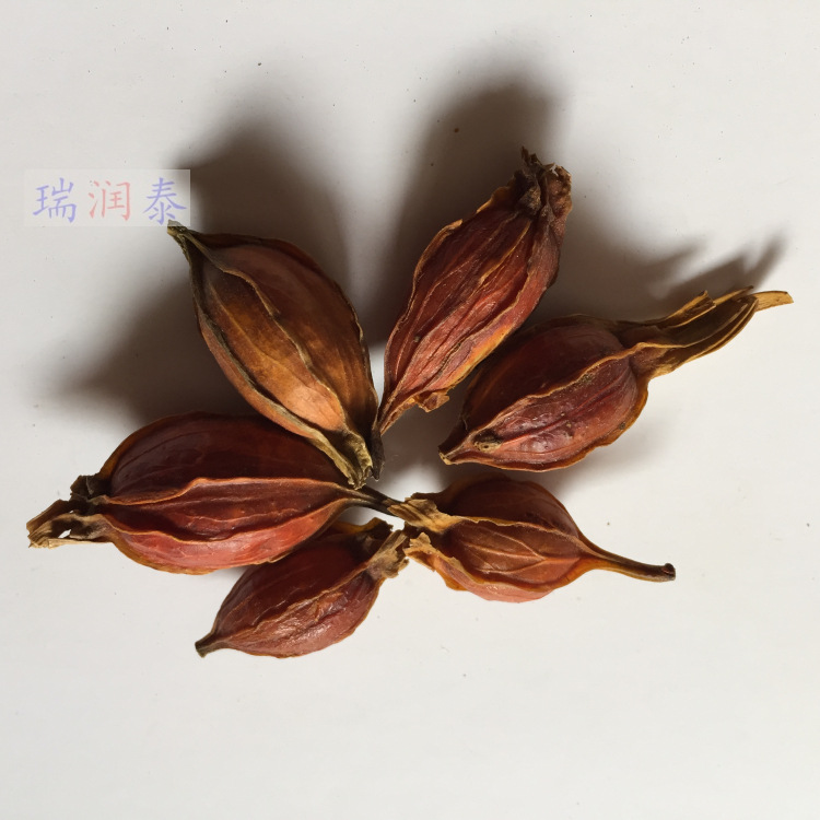 红栀子_批发供应优质栀子山栀子红栀子量大从优 - 阿里巴巴