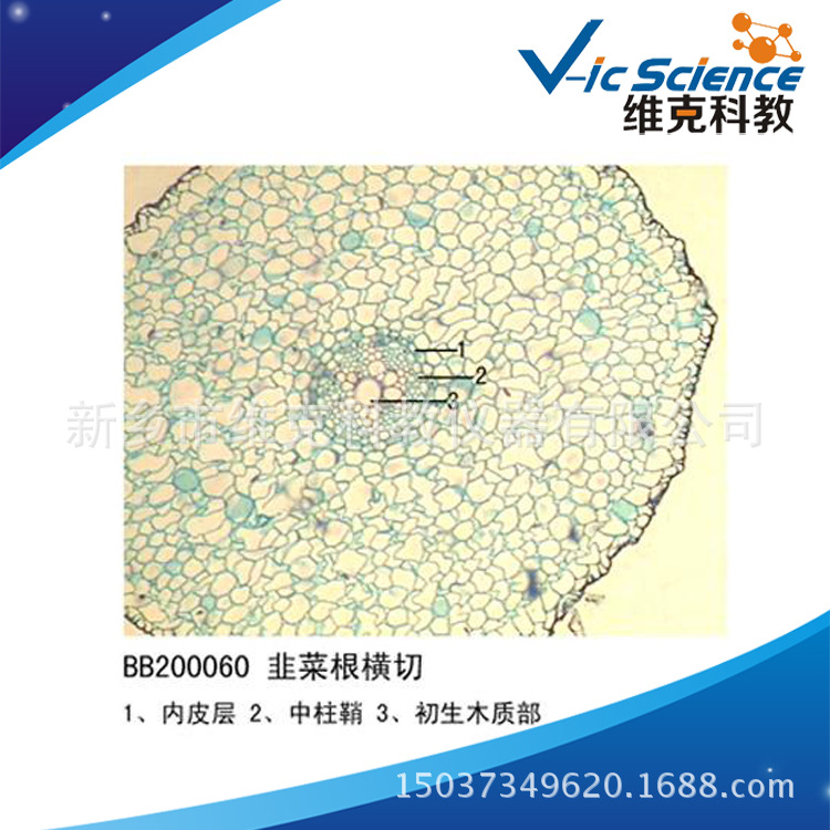 韭菜根横切植物类装片根及根的变态动植物切片标本显微镜用