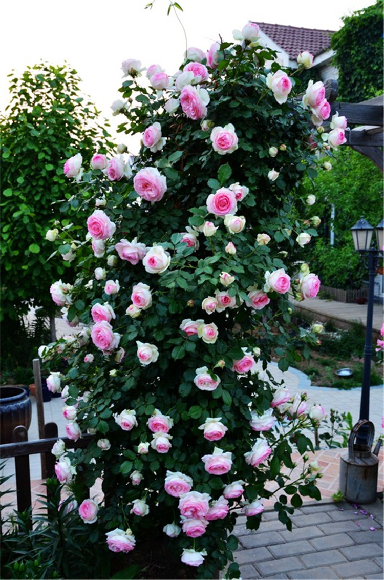 欧月 欧洲月季 龙沙宝石 藤本欧美月季 好品种